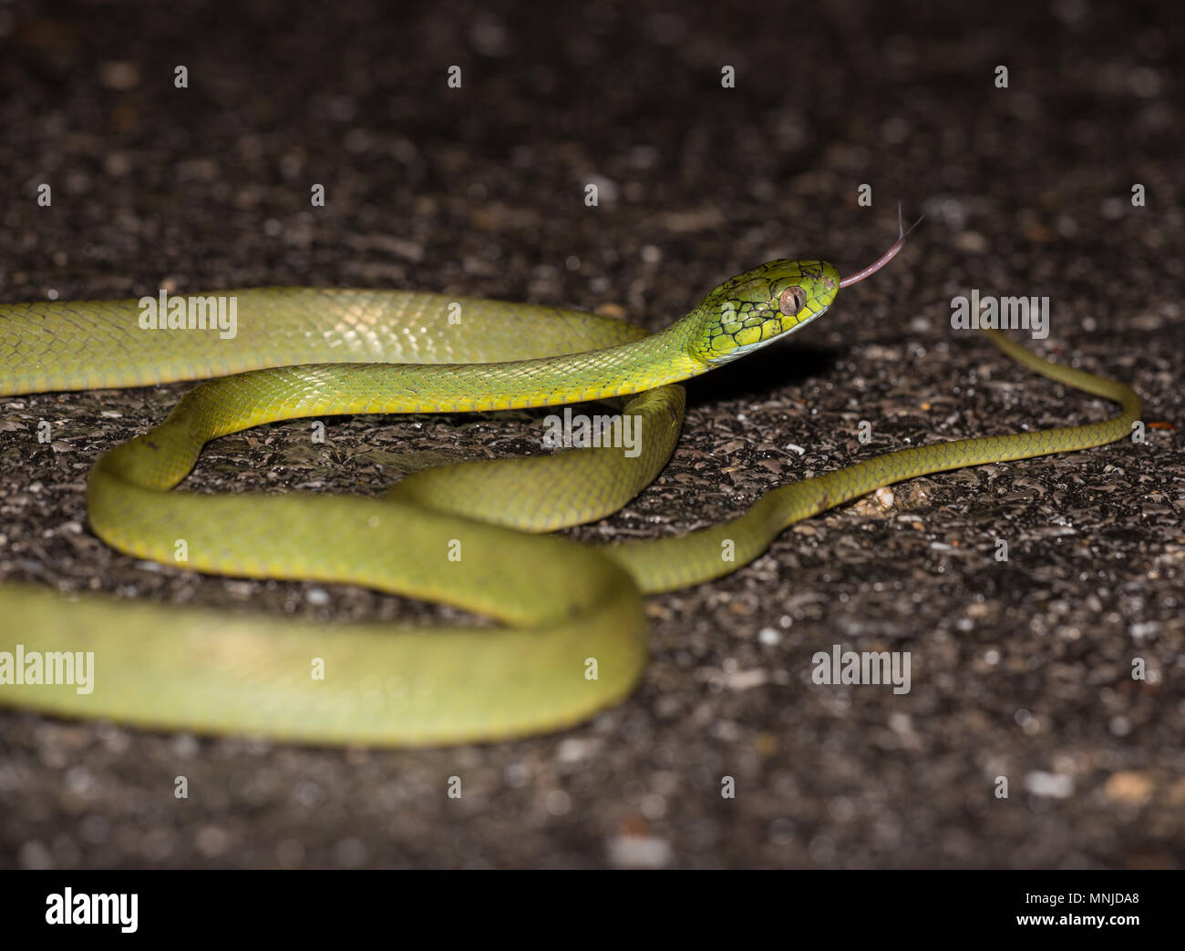 Grüne Katze Schlange (Boiga cyanea) Phuket Thailand bis auf der Straße bei Nacht aufgewickelt. Stockfoto