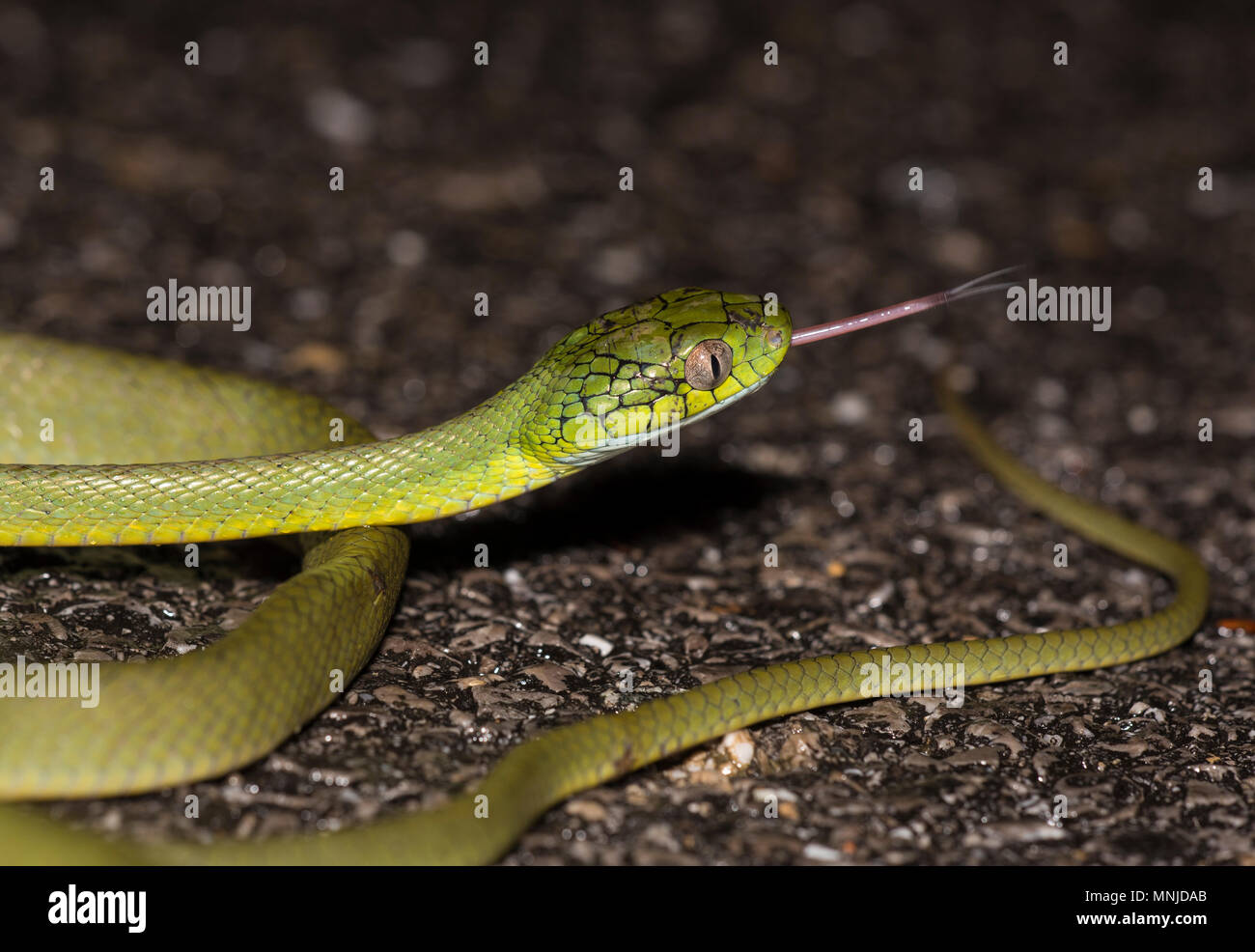 Grüne Katze Schlange (Boiga cyanea) Phuket Thailand bis auf der Straße bei Nacht aufgewickelt. Stockfoto
