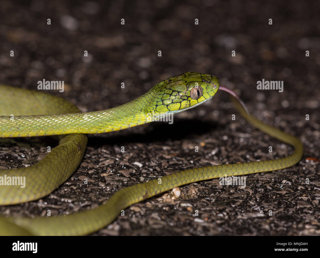 Grüne Katze Schlange (Boiga cyanea) Phuket Thailand bis auf der Straße bei Nacht aufgewickelt. Stockfoto