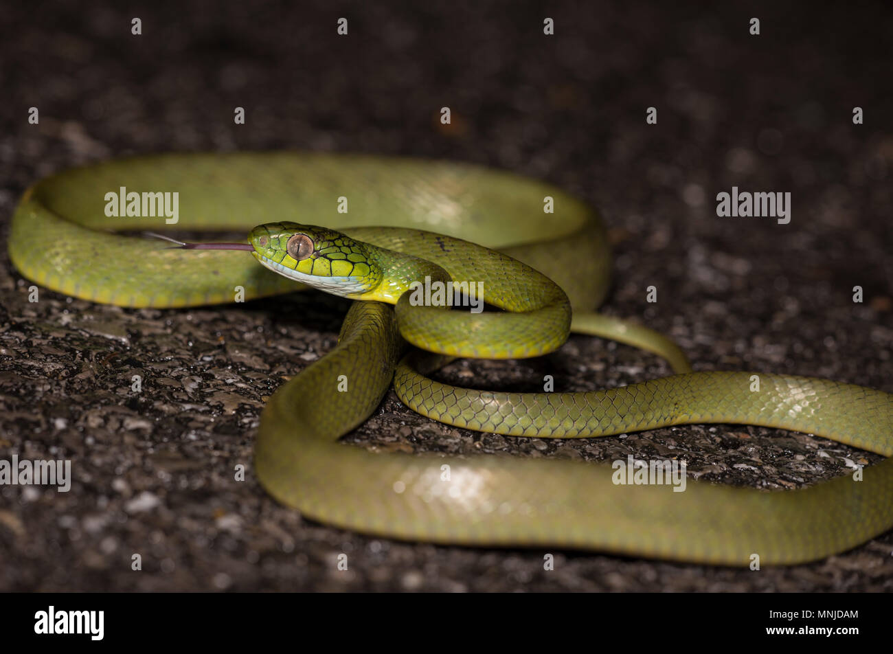 Grüne Katze Schlange (Boiga cyanea) Phuket Thailand bis auf der Straße bei Nacht aufgewickelt. Stockfoto