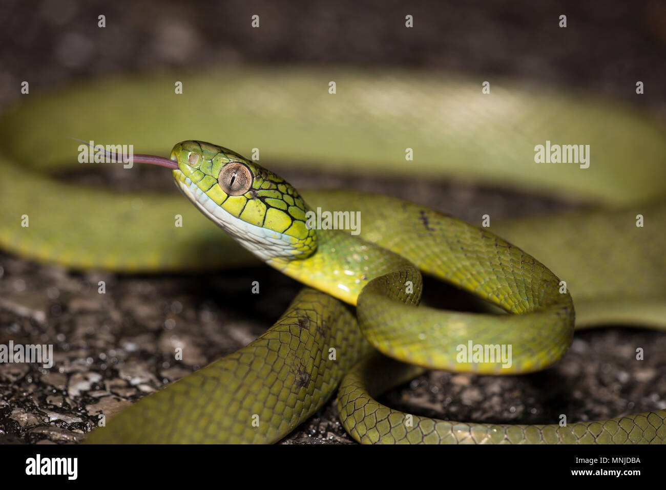 Grüne Katze Schlange (Boiga cyanea) Phuket Thailand bis auf der Straße bei Nacht aufgewickelt. Stockfoto