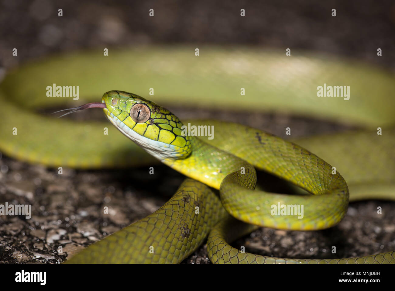 Grüne Katze Schlange (Boiga cyanea) Phuket Thailand bis auf der Straße bei Nacht aufgewickelt. Stockfoto