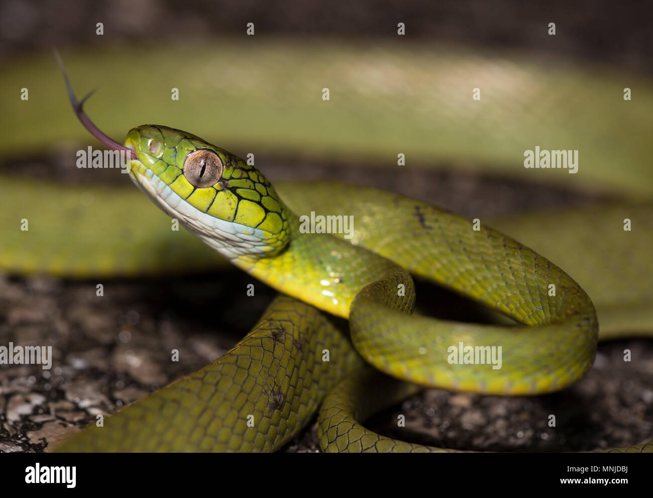 Grüne Katze Schlange (Boiga cyanea) Phuket Thailand bis auf der Straße bei Nacht aufgewickelt. Stockfoto