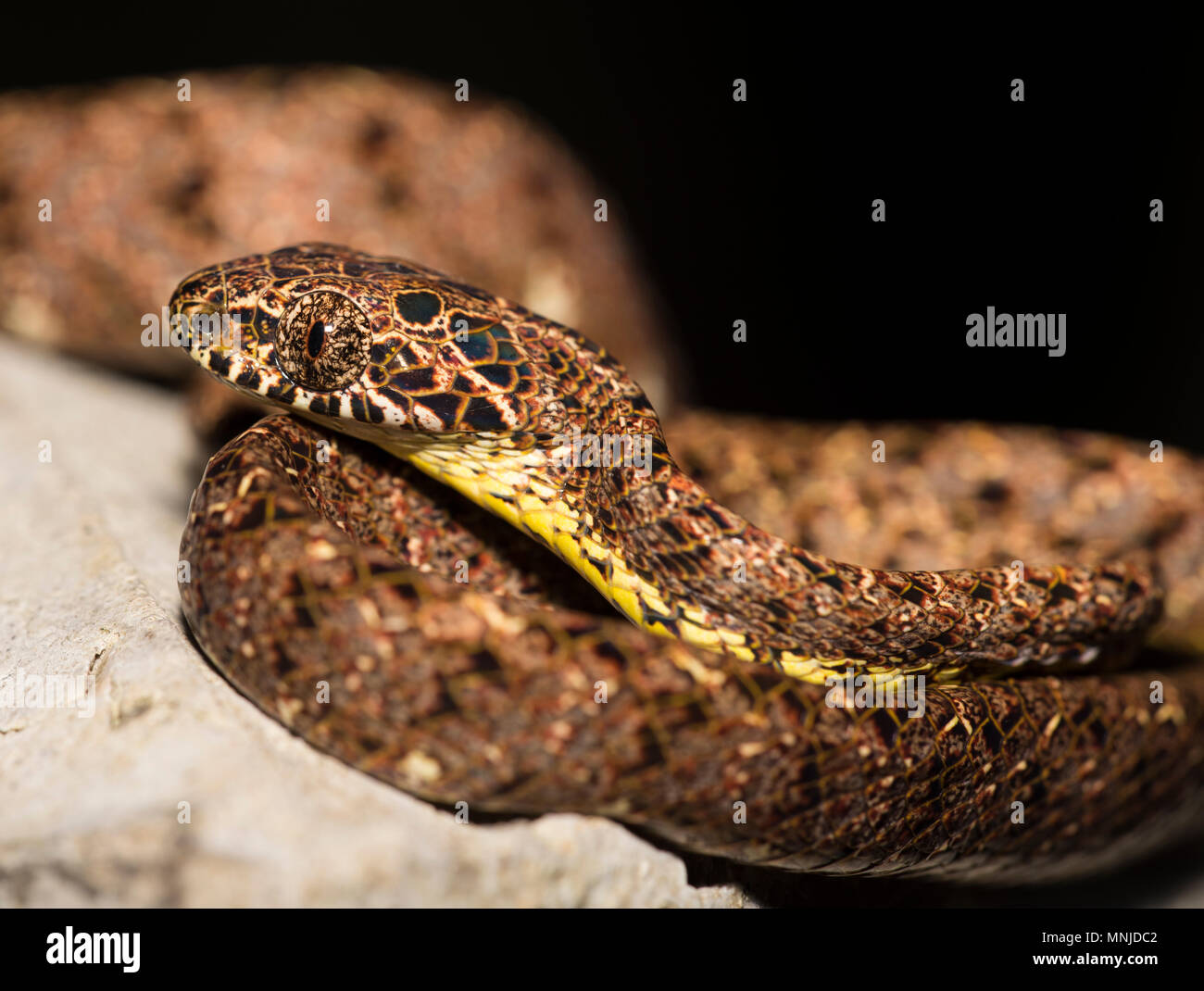 Seltene Jasper Cat Snake (Boiga jaspidea) auf Stacheldraht in Khao Sok Nationalpark Thailand Stockfoto
