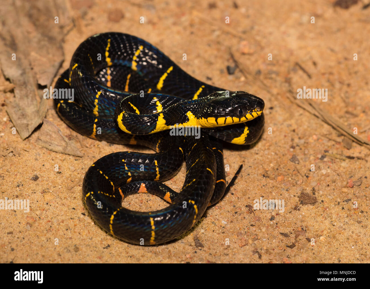 Mangrove Schlange oder Mangrove cat Snake (Boiga dendrophila) in Khao Sok Nationalpark Thailand Stockfoto