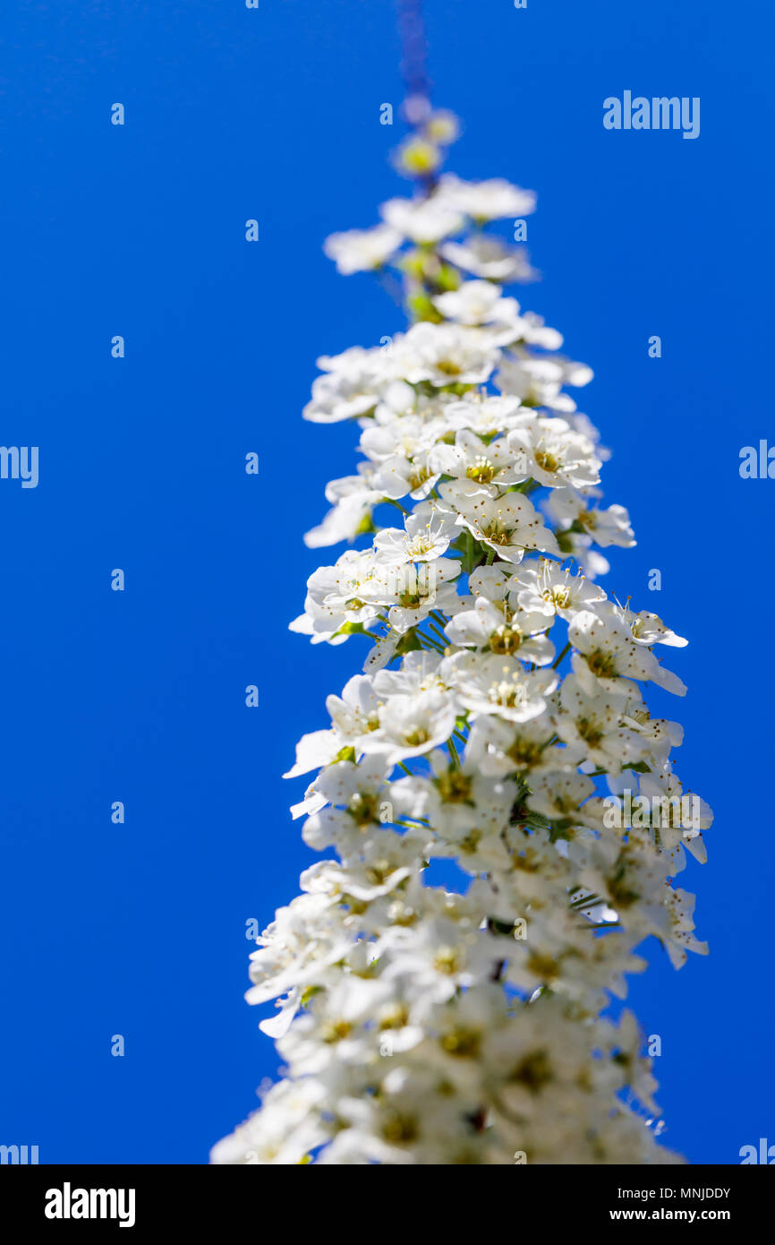 Schönen Zweig der Fabrikantenvilla cinerea in der vertikalen Position, am besten für Banner Projekte. Ein Zweig der weißen Fabrikantenvilla thunbergii auf blauen Himmel Hintergrund. Große Stockfoto