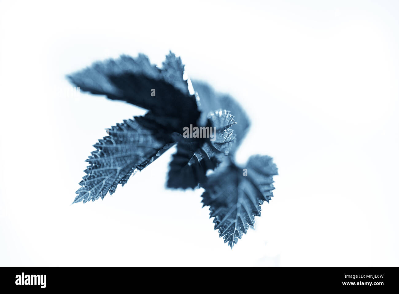 Abstrakt Blau Blätter über weißem Hintergrund Stockfoto