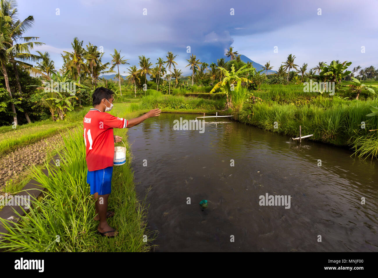 Indonesien, Bali, Mann arbeitet auf dem Gebiet Stockfoto