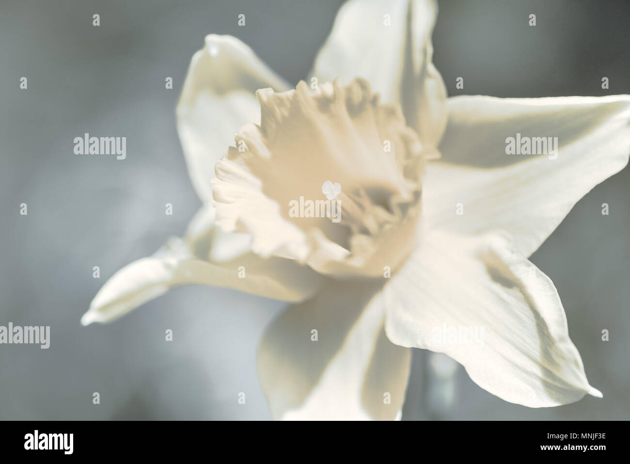 Narzisse close-up über verschwommenen Hintergrund Stockfoto
