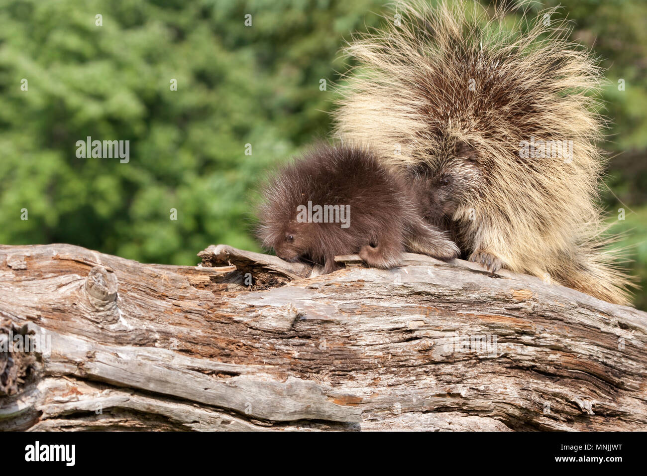 Krümmungsanalyse mit Stacheln Krümmungsanalyse mit Stacheln Mama mit Baby Stockfoto