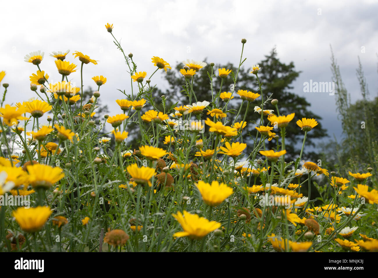Girlande, Kranskrage Chrysantheme (Chrysanthemum coronarium) Stockfoto