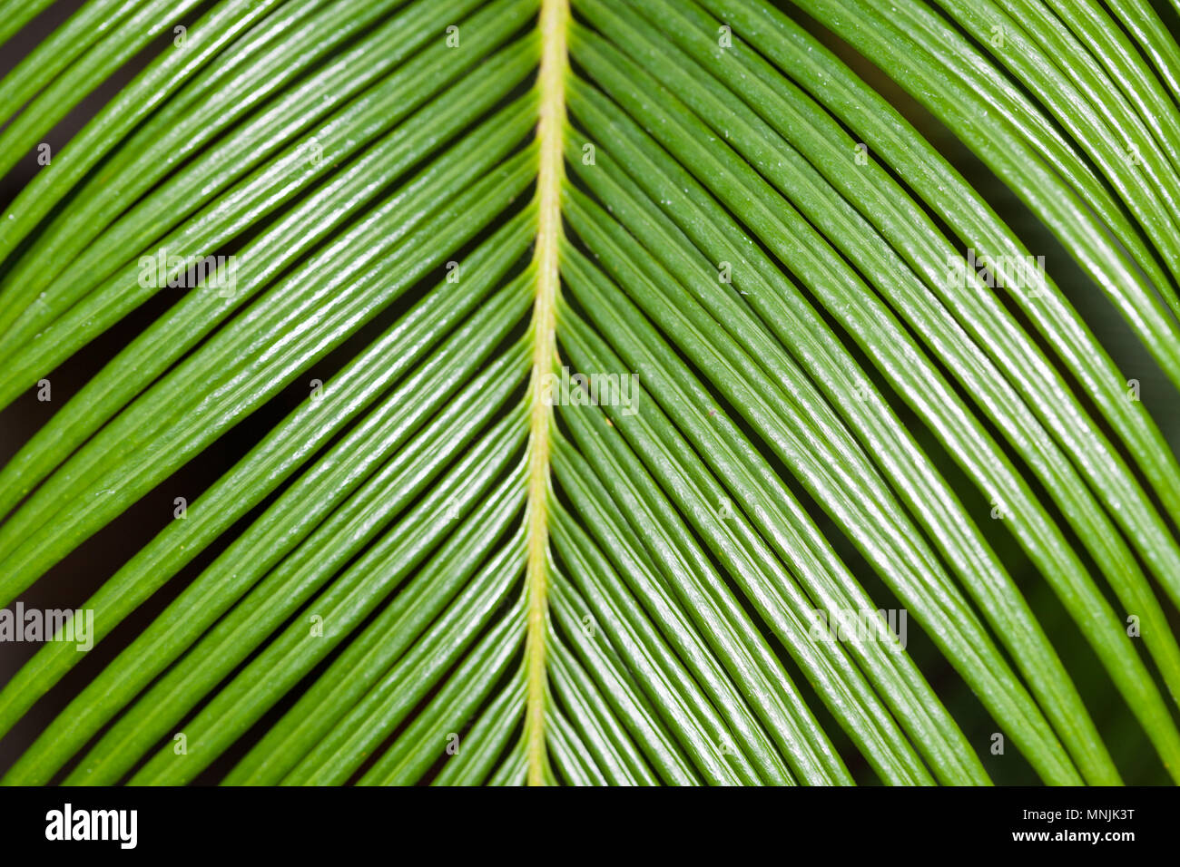 Queen Sago, Indisk kottepalm (Cycas circinalis) Stockfoto