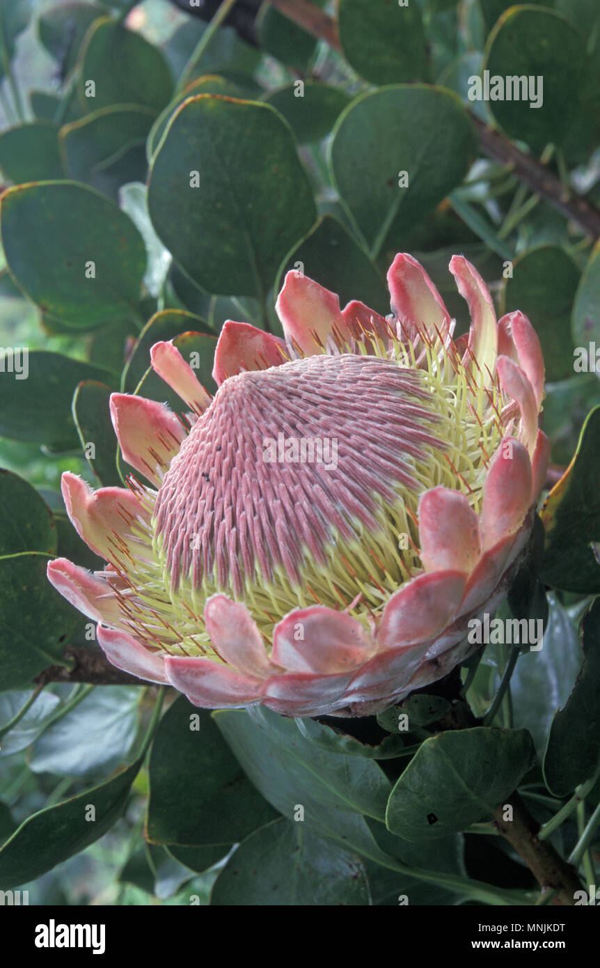 König oder riesige PROTEA (PROTEA CYRANOIDES) Stockfoto