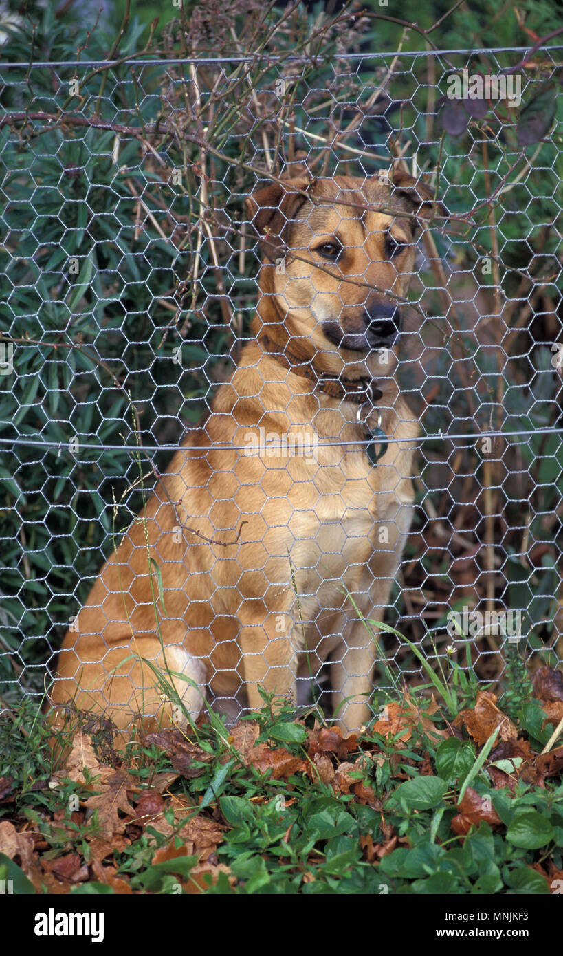 GUARD DOG saß hinter einem Zaun Stockfoto