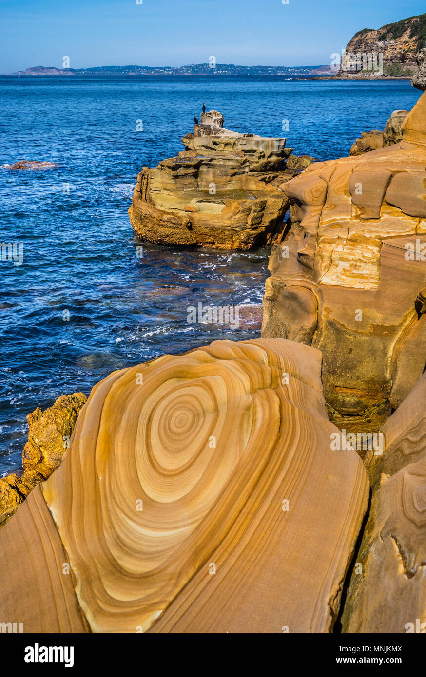 Schön paterned Hawksbury Sandstein in Maitland Bay, die dekorative braune Linien und Markierungen sind durch eisenhaltige Wasser gebildet worden und sind bekannt als Stockfoto