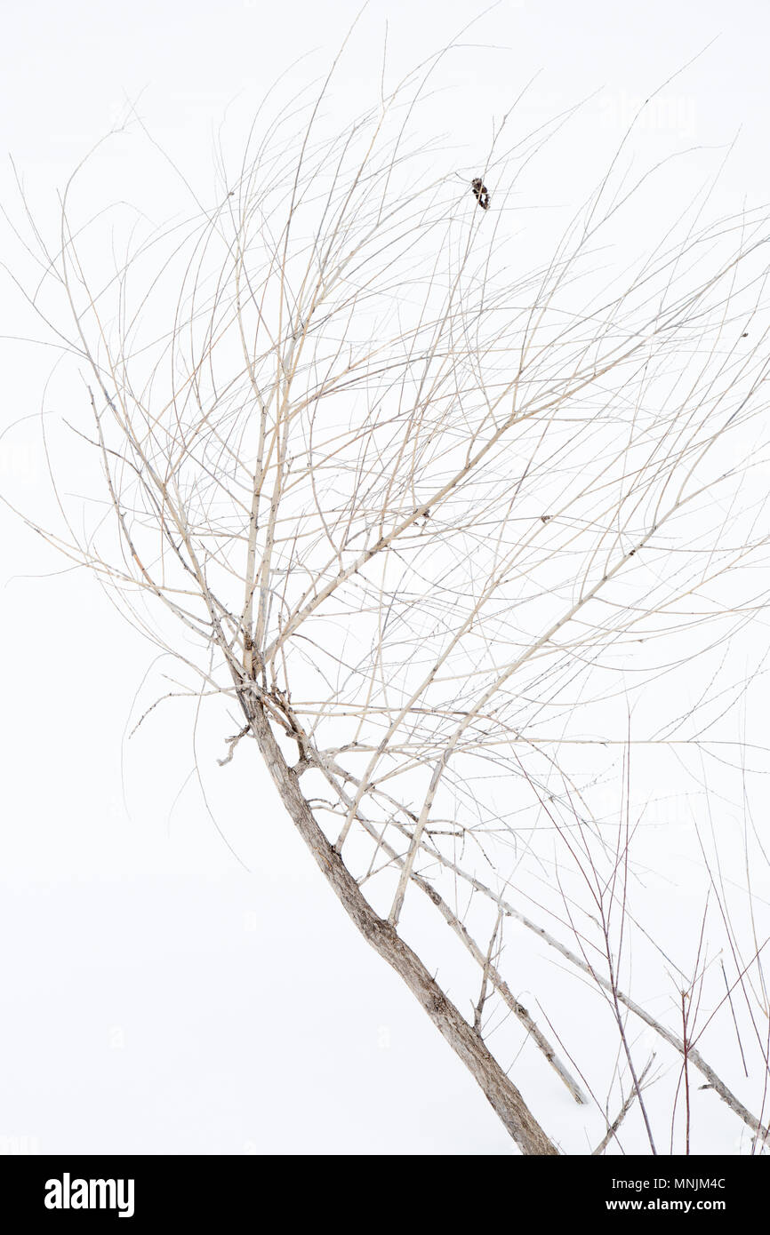 Kahlen Baum mit Frost im Winter in der Inneren Mongolei in China Stockfoto