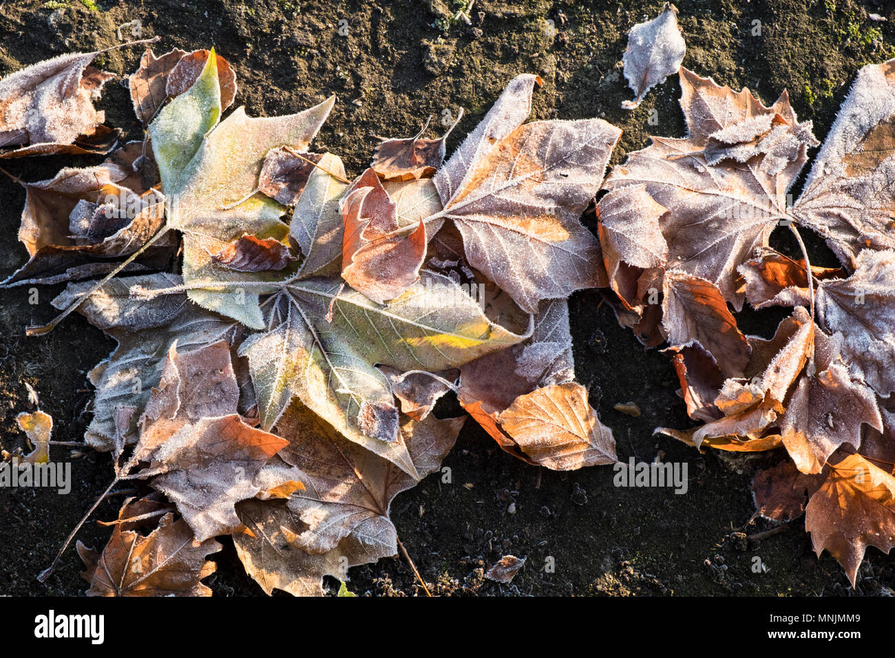Frost bedeckt tote Blätter auf dem Boden liegend im Winter, England, Großbritannien Stockfoto