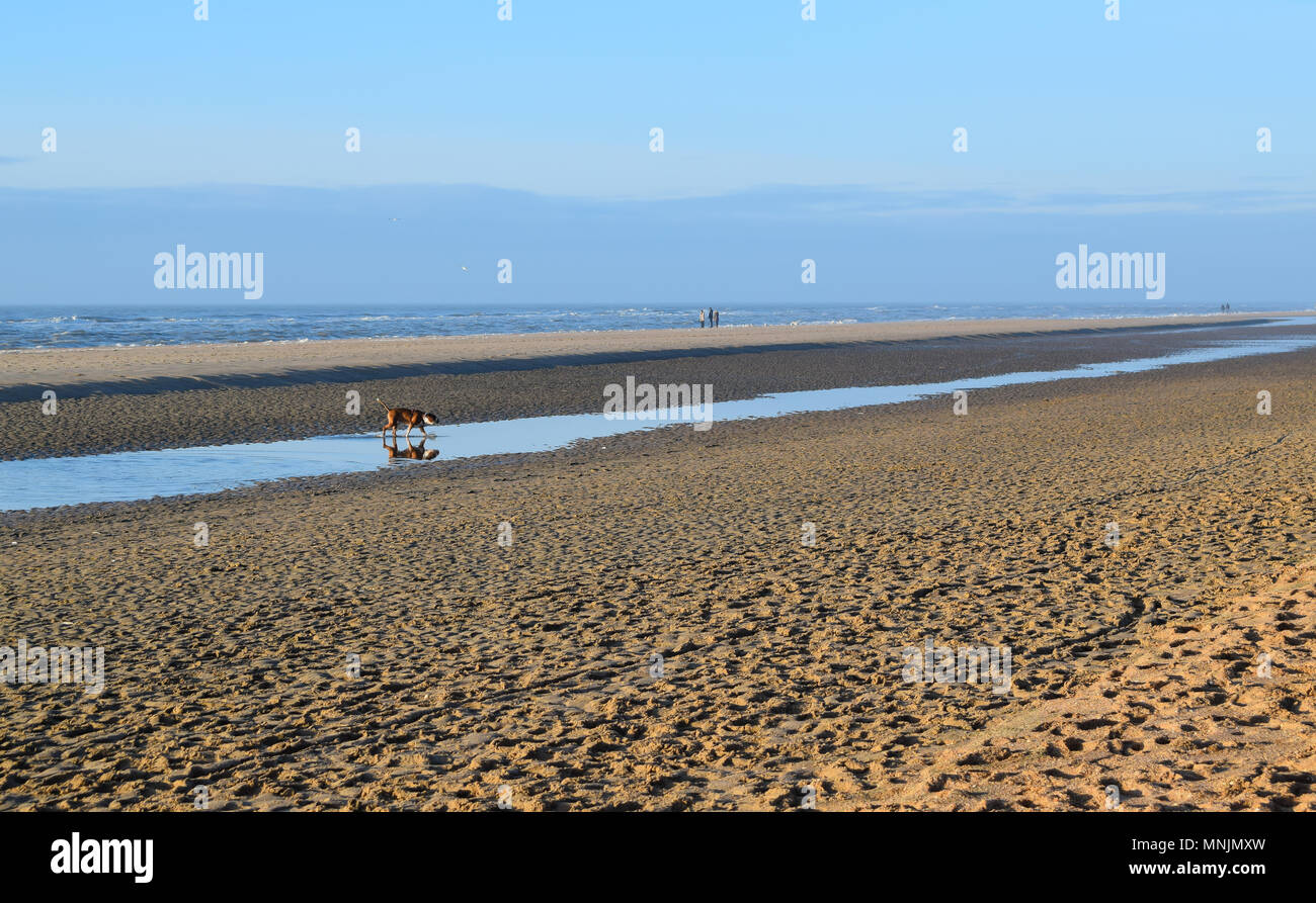 Hund erkunden Sandstrand mit blauer Himmel Stockfoto