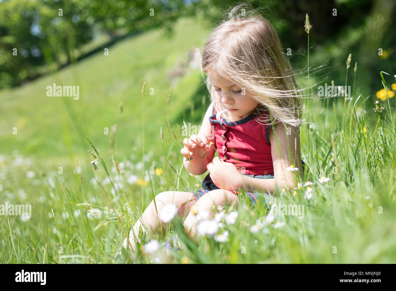 Kleines Mädchen Blumen pflücken, sitzen in einer Blumenwiese, Oberbayern, Bayern, Deutschland Stockfoto