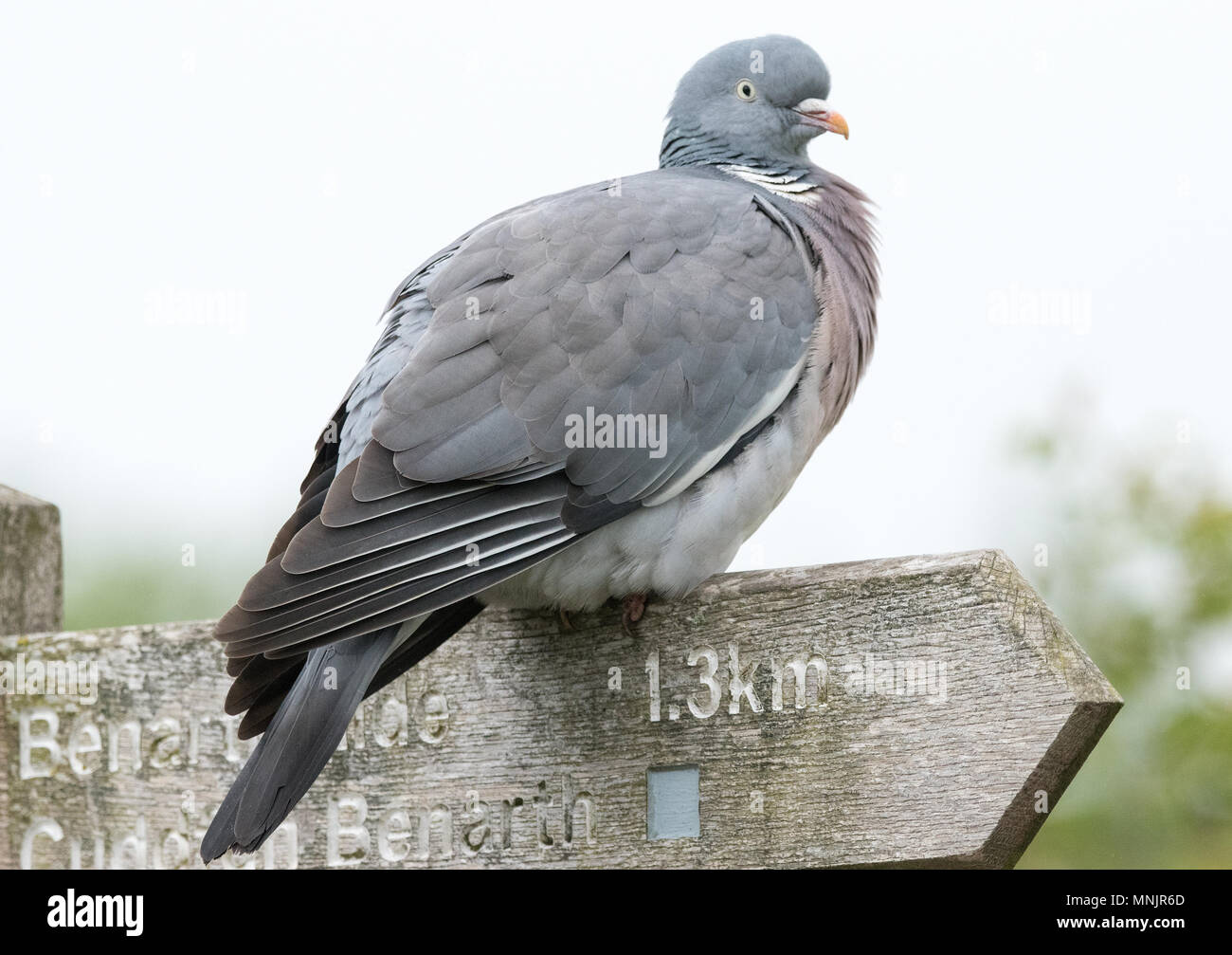 Ringeltaube Stockfoto