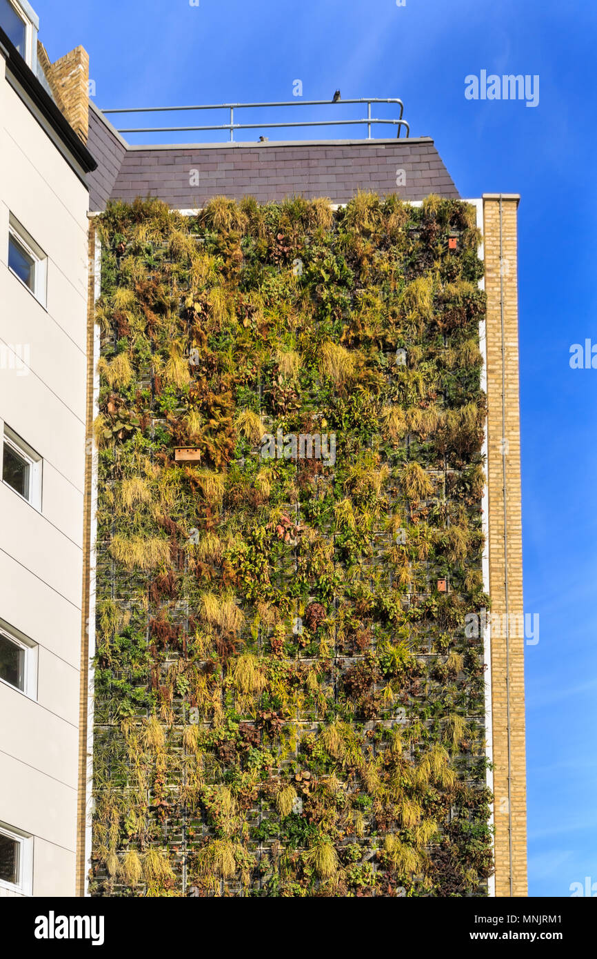 Eine grüne Wand, vertikale Pflanzen auch als eine lebendige Mauer oder vertikalen Garten bekannt, Gebäude im Preis Street, Southwark, London, UK Stockfoto