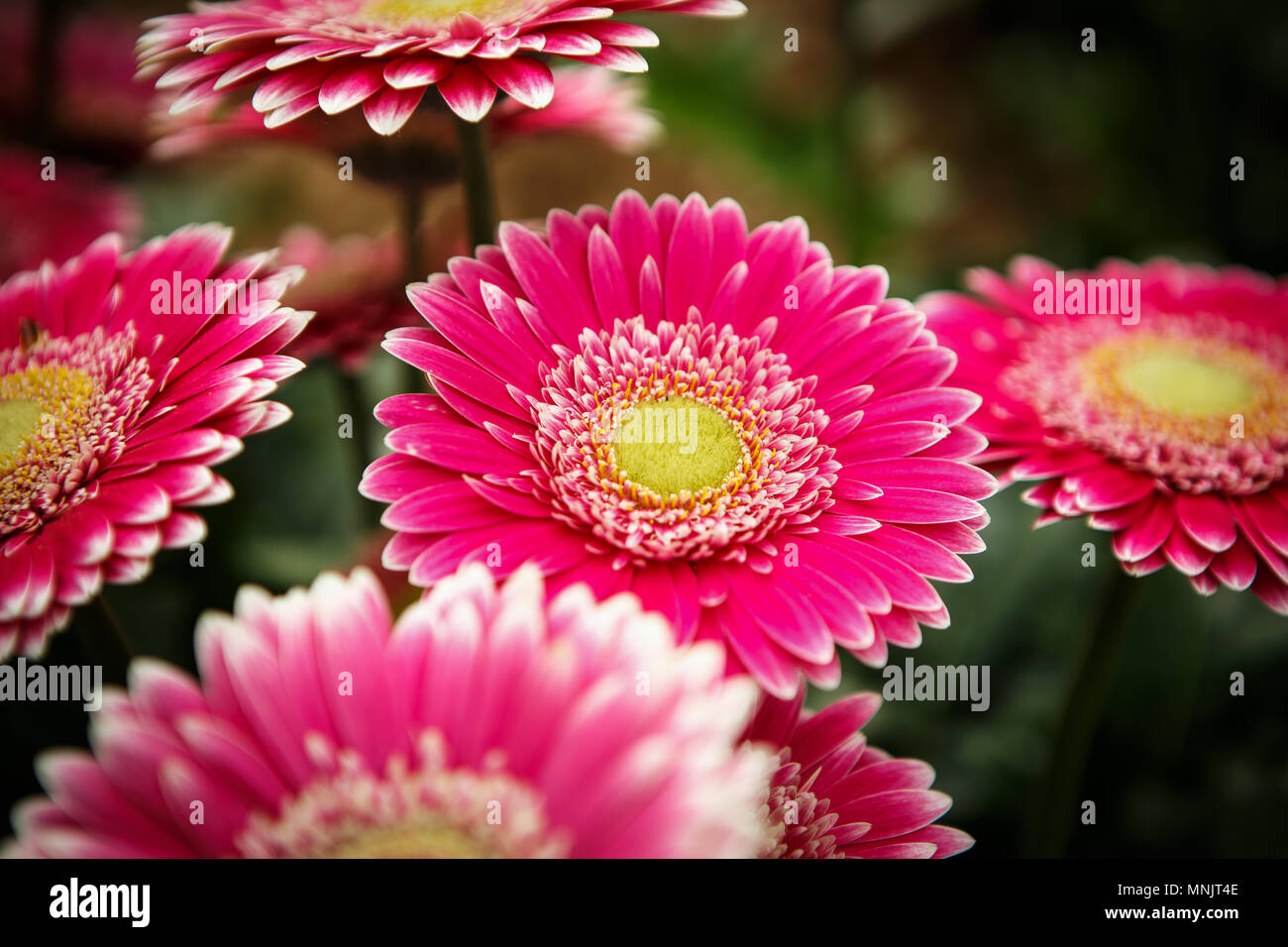 Schöne bunte Rosa transvaal Gänseblümchen Blumen blühen im Frühling Garten.  dekorative Tapete mit gerbera Blume Blüte im Frühling. Schönheit der Natu  Stockfotografie - Alamy