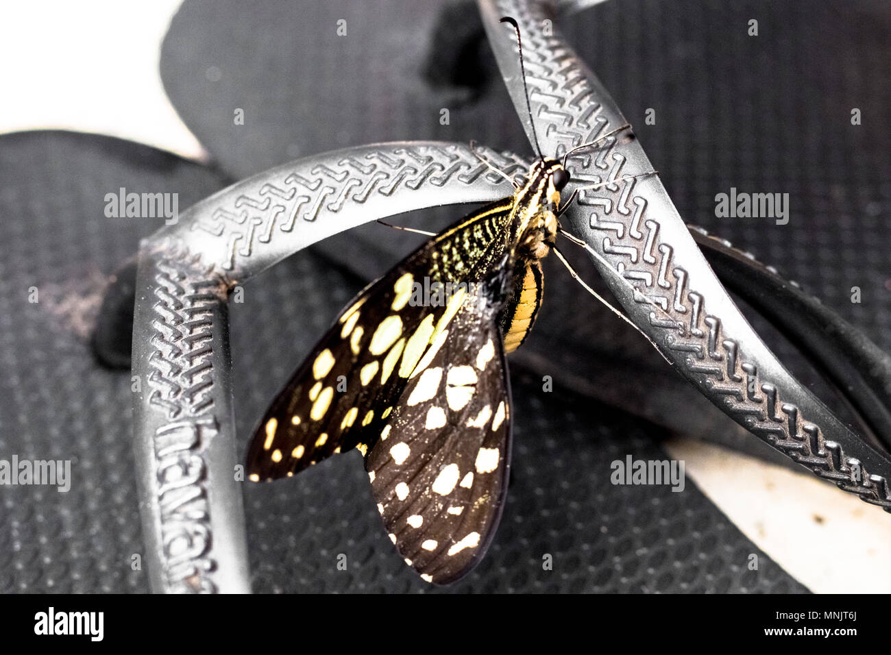 Schmetterling schwarz zu kreativen Textur und Muster für die Gestaltung und Dekoration isolieren auf Schuhe. Platz kopieren. Stockfoto