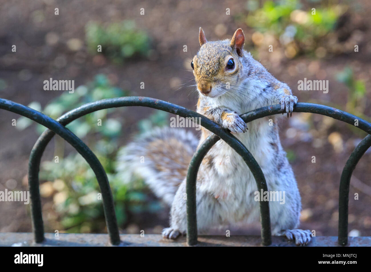 Eine östliche Grauhörnchen (Sciurus carolinensis), oder graue Eichhörnchen, der aufrecht steht, schaut auf Kamera, auf Park fechten Fechten, sonnigen Tag, Großbritannien Stockfoto