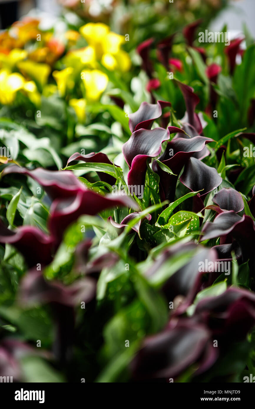 Netherlands calla Fotos und Bildmaterial in hoher Auflösung Alamy