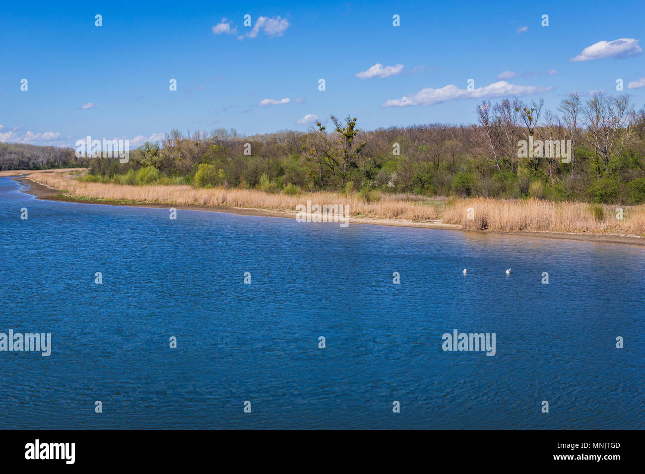 Wasser Kanal im Nationalpark Donau Auen in Österreich Stockfoto