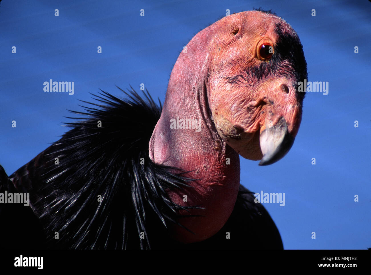 Kalifornien Kondor (GYMNOGYPS CALIFORNIANUS) Erwachsenen [gefährdeten Arten] / San Diego Wild Animal Park, Kalifornien Stockfoto