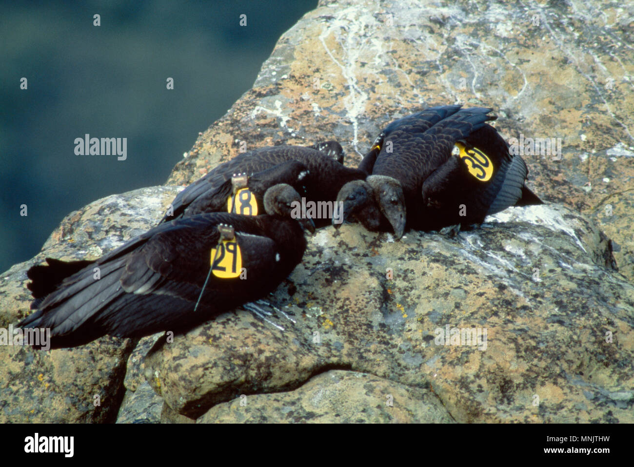 Kalifornien Kondor (GYMNOGYPS CALIFORNIANUS) JUVENILE KONDORE IN DER WILDEN/gefährdeten Arten Los Padres National Forest, Kalifornien Stockfoto