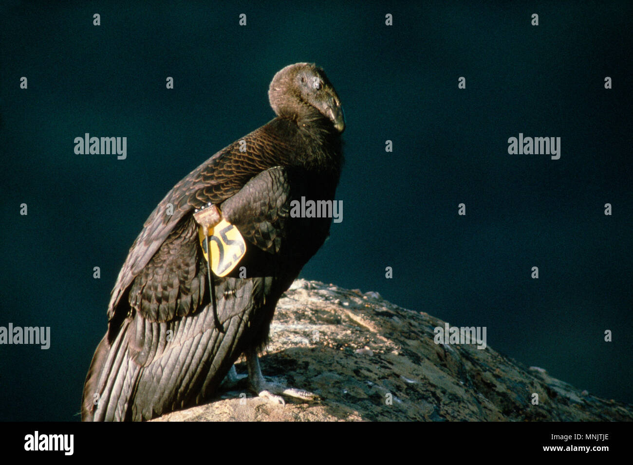 Kalifornien Kondor (GYMNOGYPS CALIFORNIANUS) JUVENILE KONDORE IN DER WILDEN/gefährdeten Arten Los Padres National Forest, Kalifornien Stockfoto