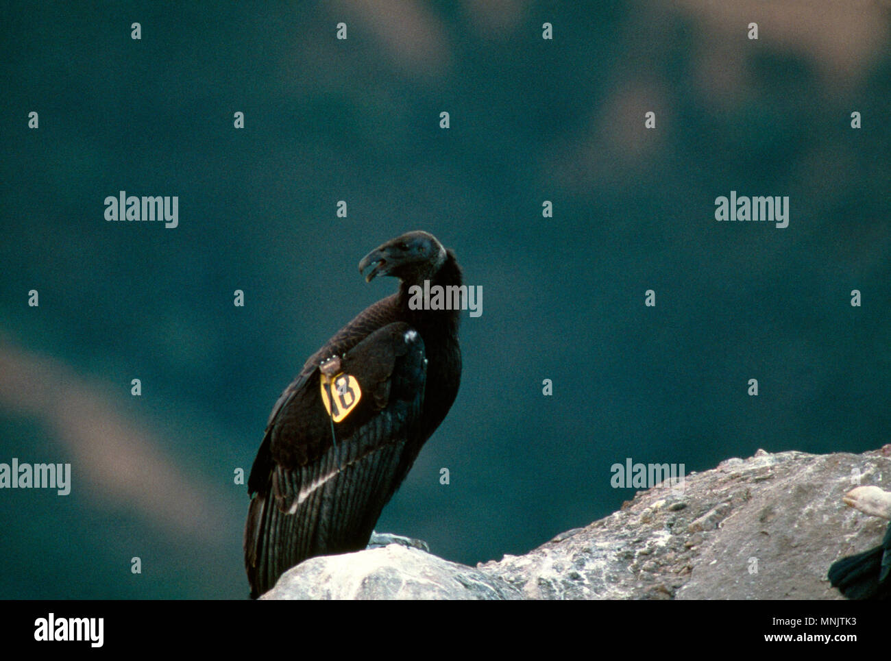 Kalifornien Kondor (GYMNOGYPS CALIFORNIANUS) JUVENILE KONDORE IN DER WILDEN/gefährdeten Arten Los Padres National Forest, Kalifornien Stockfoto