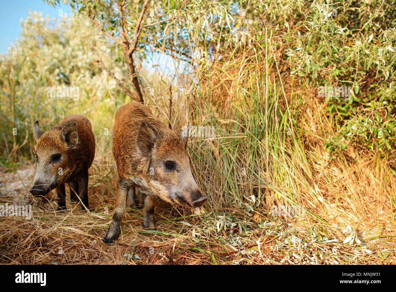 Wildschwein Wandern in Wald am nebligen Morgen und Kamera. Tierwelt in natürlicher Lebensraum. Stockfoto