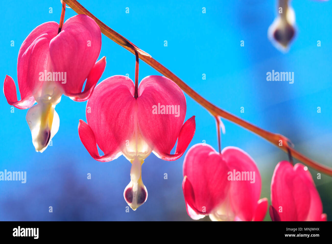 Die Herzförmigen rosa und weißen Blumen der blutenden Herzen. Lyra Blumen auf Hintergrund des blauen Himmels als Musik konzeptionelle Bild. Campanula pyramidalis Blume ist blos Stockfoto