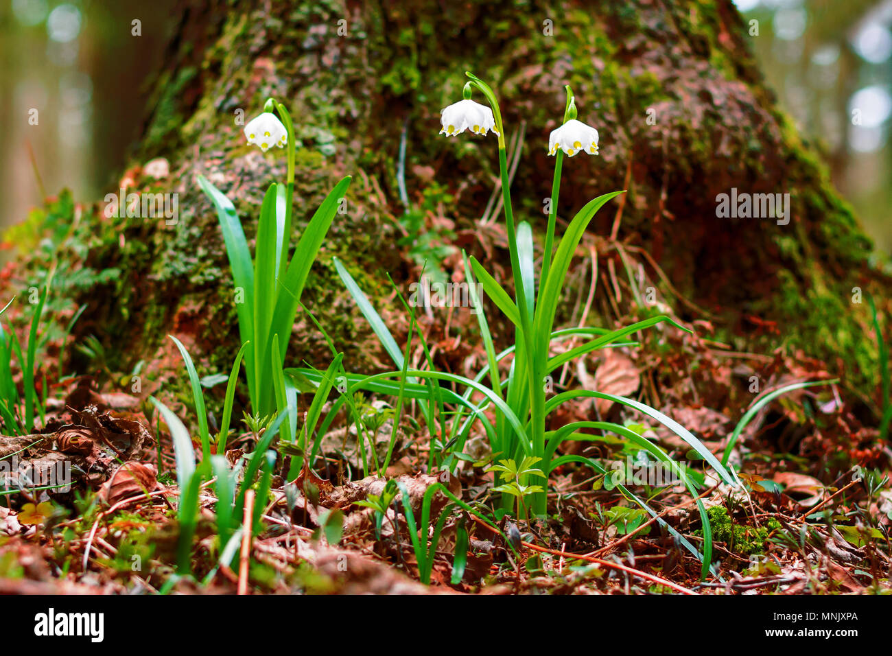 Märzenbecher Leucojum vernum Blumen blühen in den Sonnenuntergang. Frühe märzenbecher Blumen im März. Erste Blüten im Frühling. Nahaufnahme des Weißen sp Stockfoto