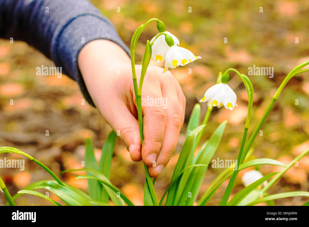 Märzenbecher Leucojum vernum Blumen blühen in den Sonnenuntergang. Ein Detail einer Hand sprengen ein Gesetz geschützte Blume. Erste Blüten im Frühling. Closeup o Stockfoto