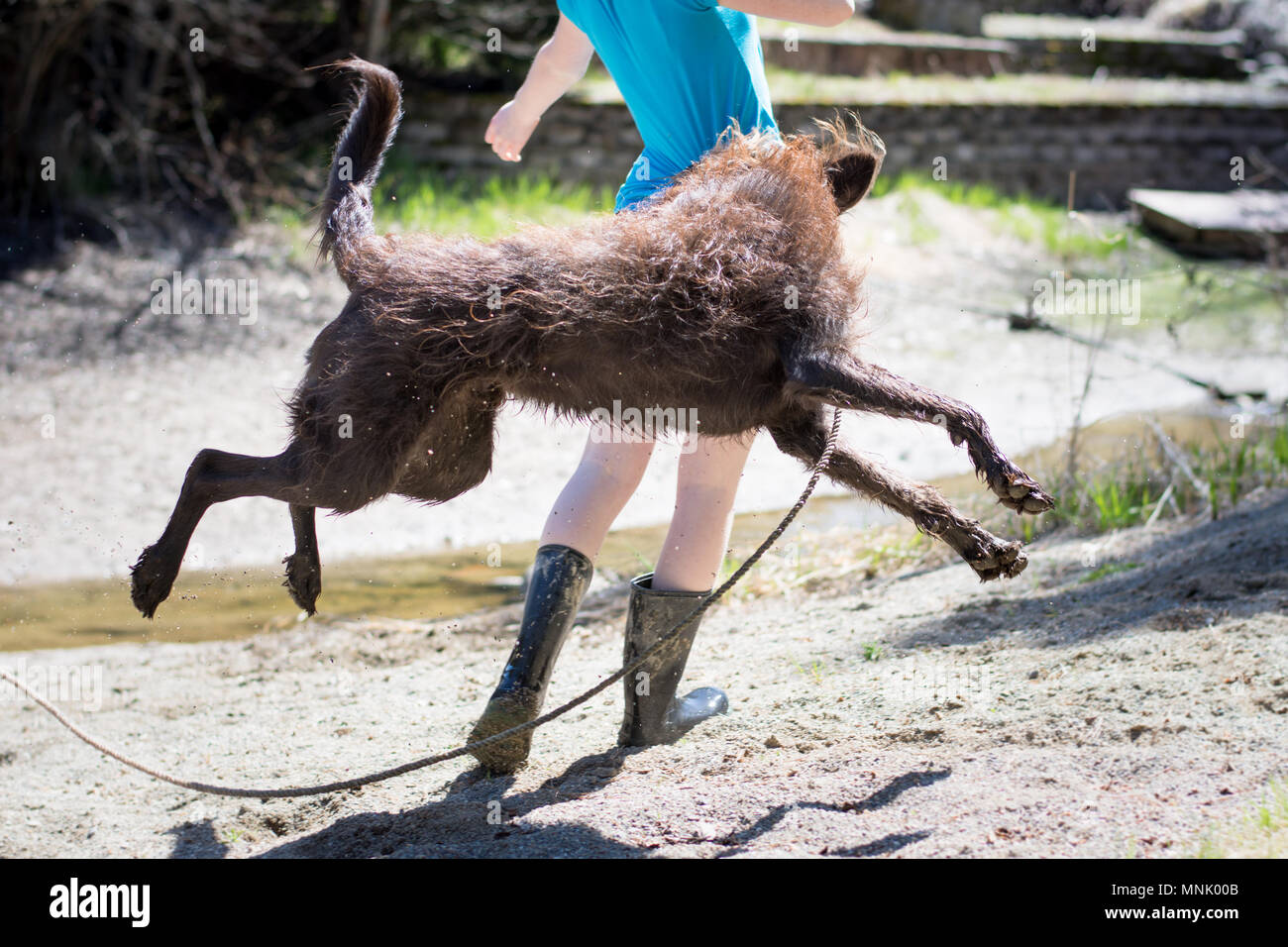 Hund spielt mit jugendlich während das Wasser in den Frühling. Hund  springen und überreizt, springt auf und schnappt sich Teens T-Shirt  Stockfotografie - Alamy