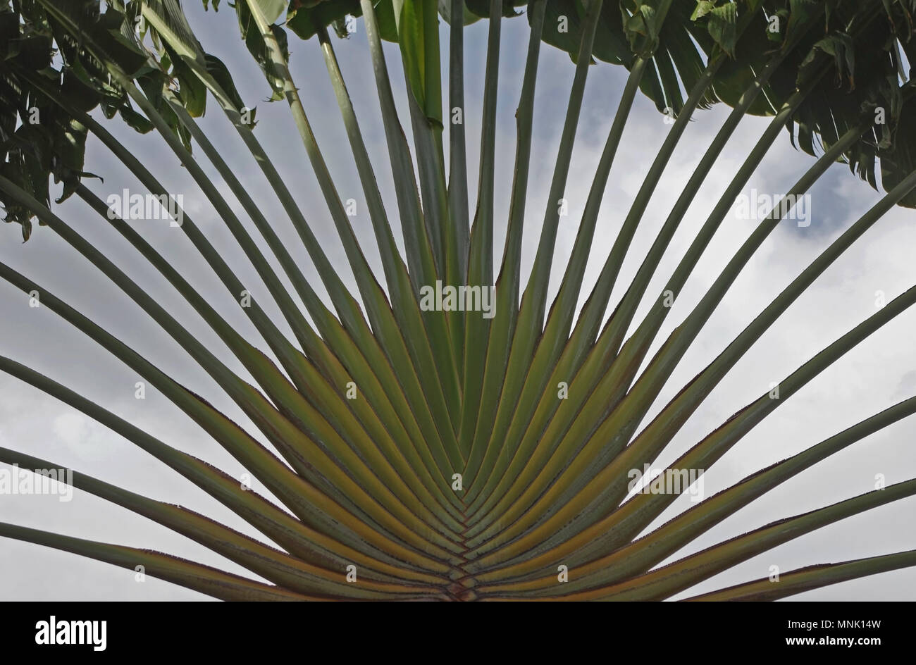 Detailansicht der Travellers Palm Stockfoto