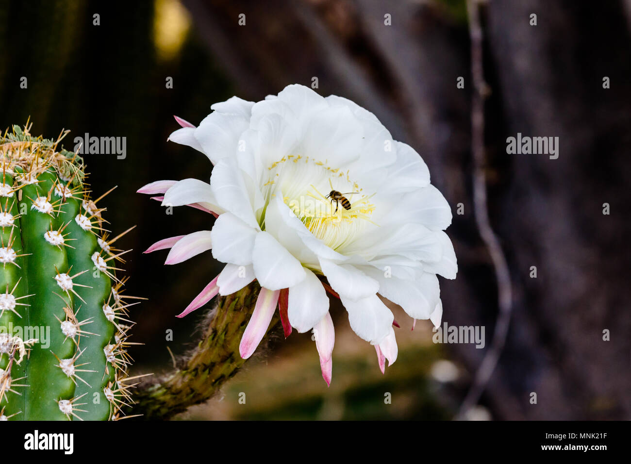 Biene auf sammeln Pollen auf eine riesige weiße Blüte des Argentinischen riesigen Kakteen (echinopsis Candicans), die ursprünglich aus Südamerika. Stockfoto