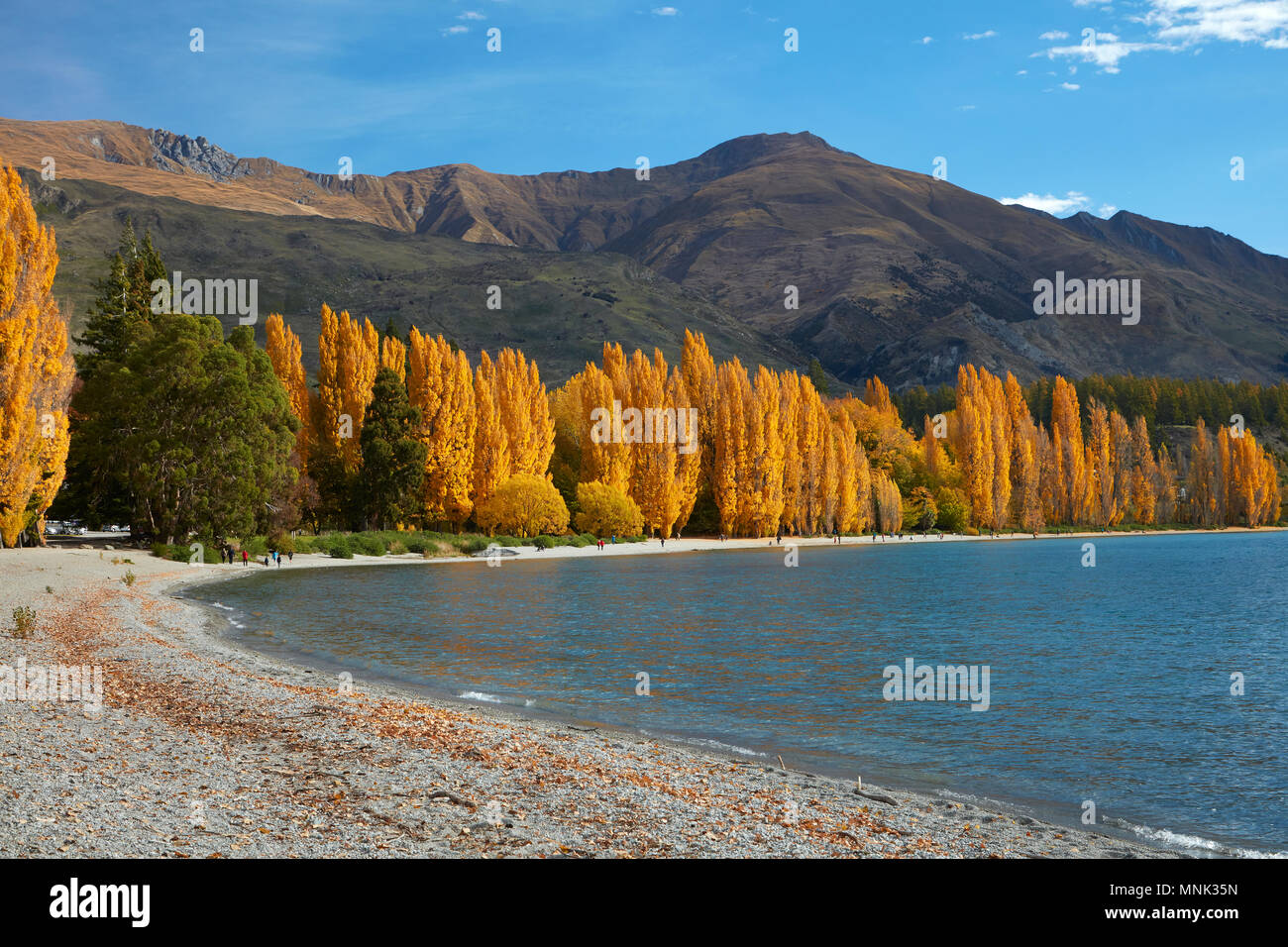 Pappeln, Lake Wanaka, Otago, Südinsel, Neuseeland Stockfoto