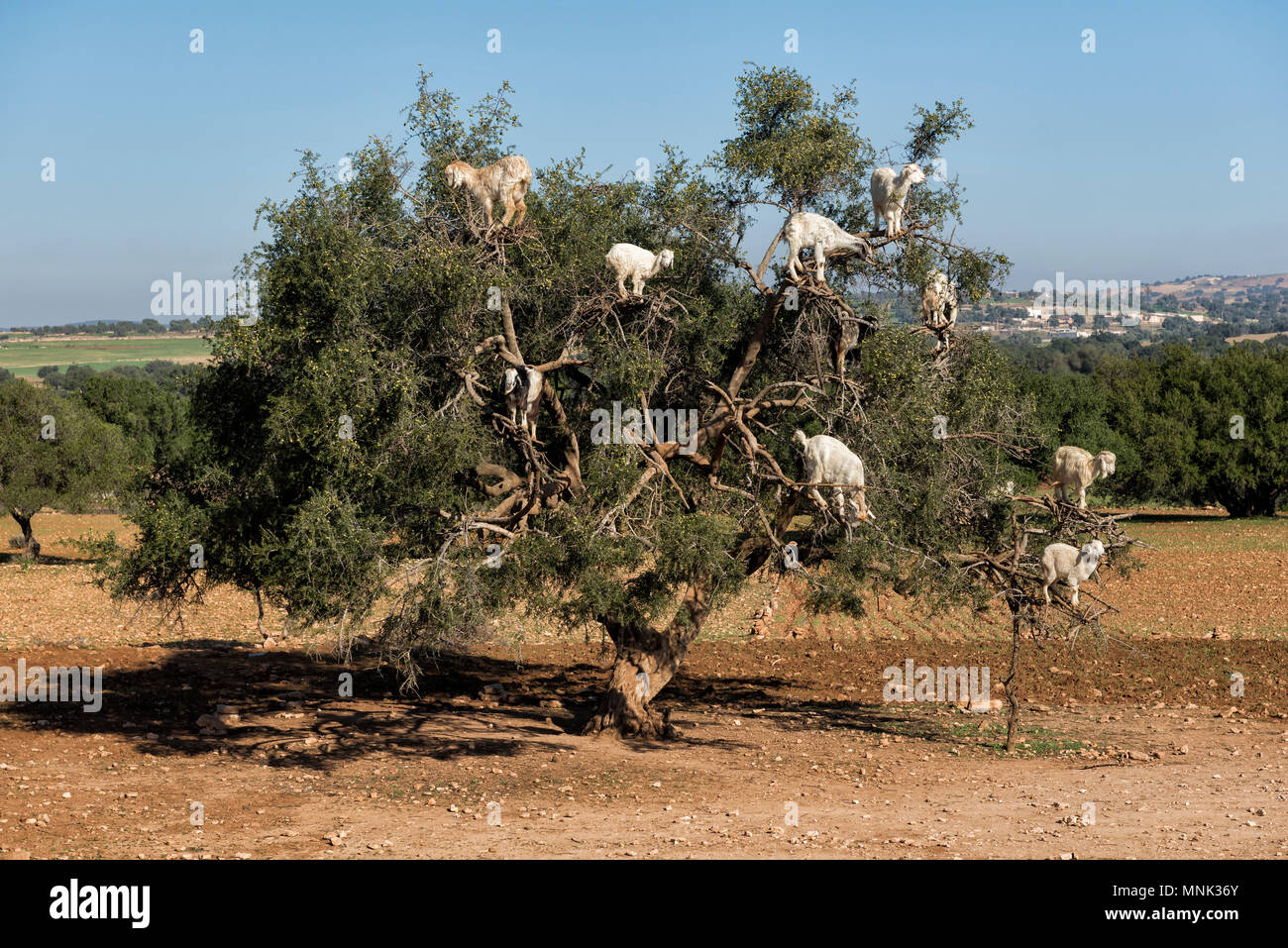Baumklettern Ziegen auf einem arganbaum in Essaouira, Marokko Stockfoto