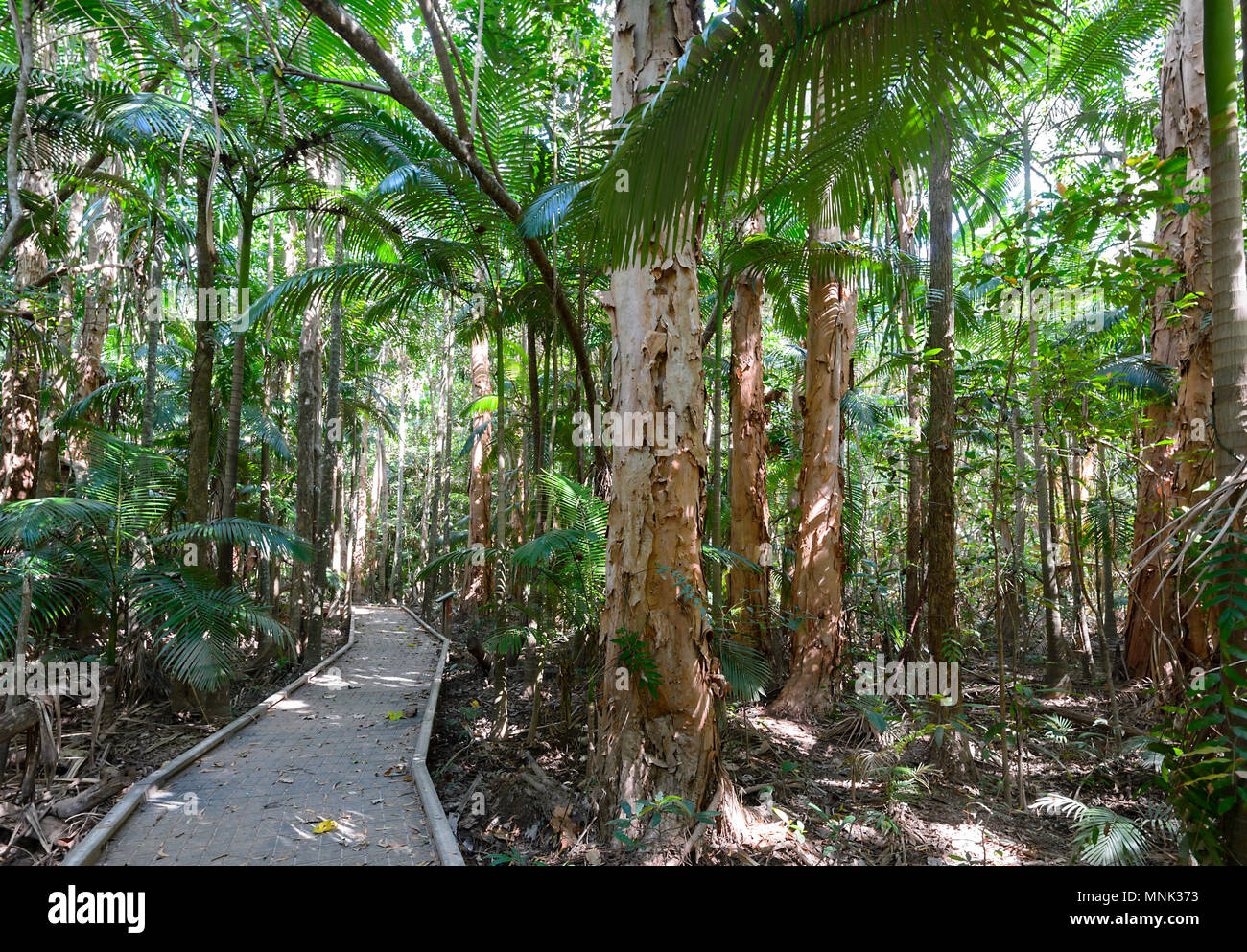 Die Promenade am Cattana Feuchtgebiete, ein rehabilitiert Naturschutz Park in Smithfield, in der Nähe von Cairns, Far North Queensland, FNQ, QLD, Australien Stockfoto