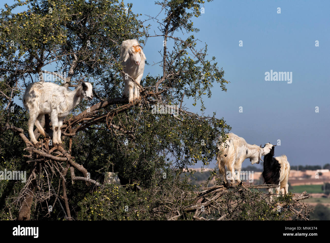 Baum kletternde Ziegen auf Arganbaum in Essaouira, Marokko Stockfoto