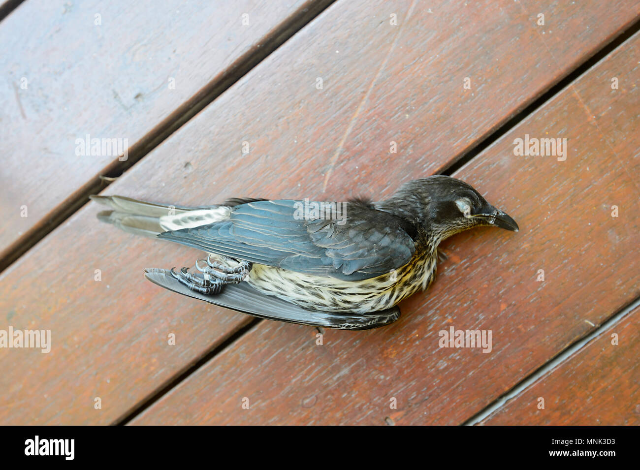 Ein toter Metallische Starling oder Shining Star (Aplonis Metallica), in einem Fenster schlagen. Cairns, Far North Queensland, Australien Stockfoto