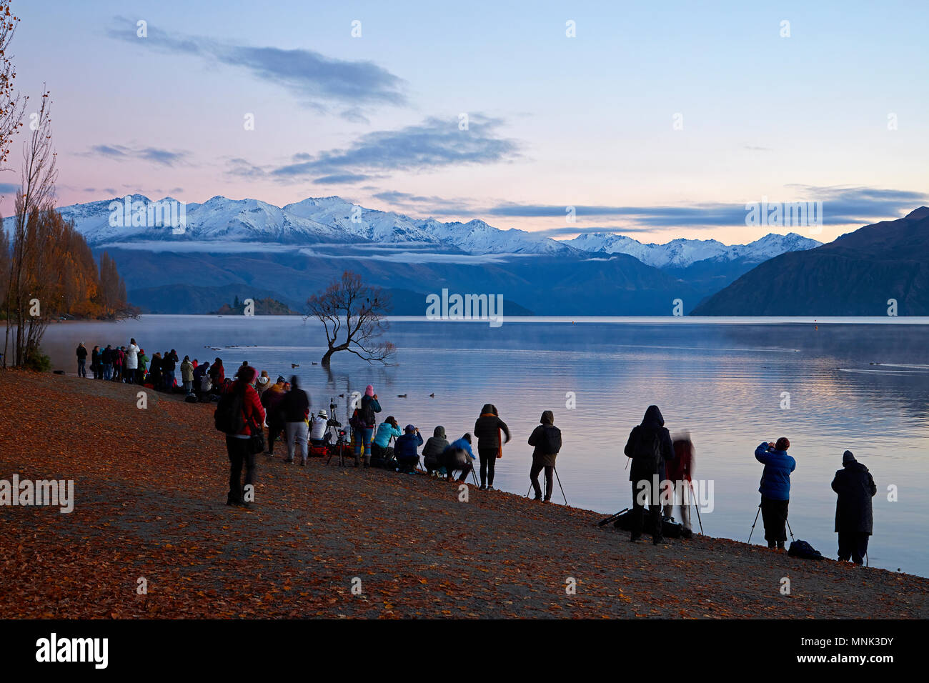 Touristen fotografieren", Baum, Wanaka Lake Wanaka, Otago, Südinsel, Neuseeland Stockfoto