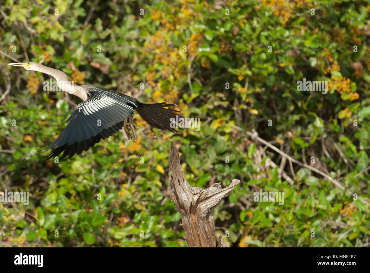 (Anhinga Anhinga anhinga anhinga) fliegen Barsch im Pantanal im südlichen Brasilien Stockfoto