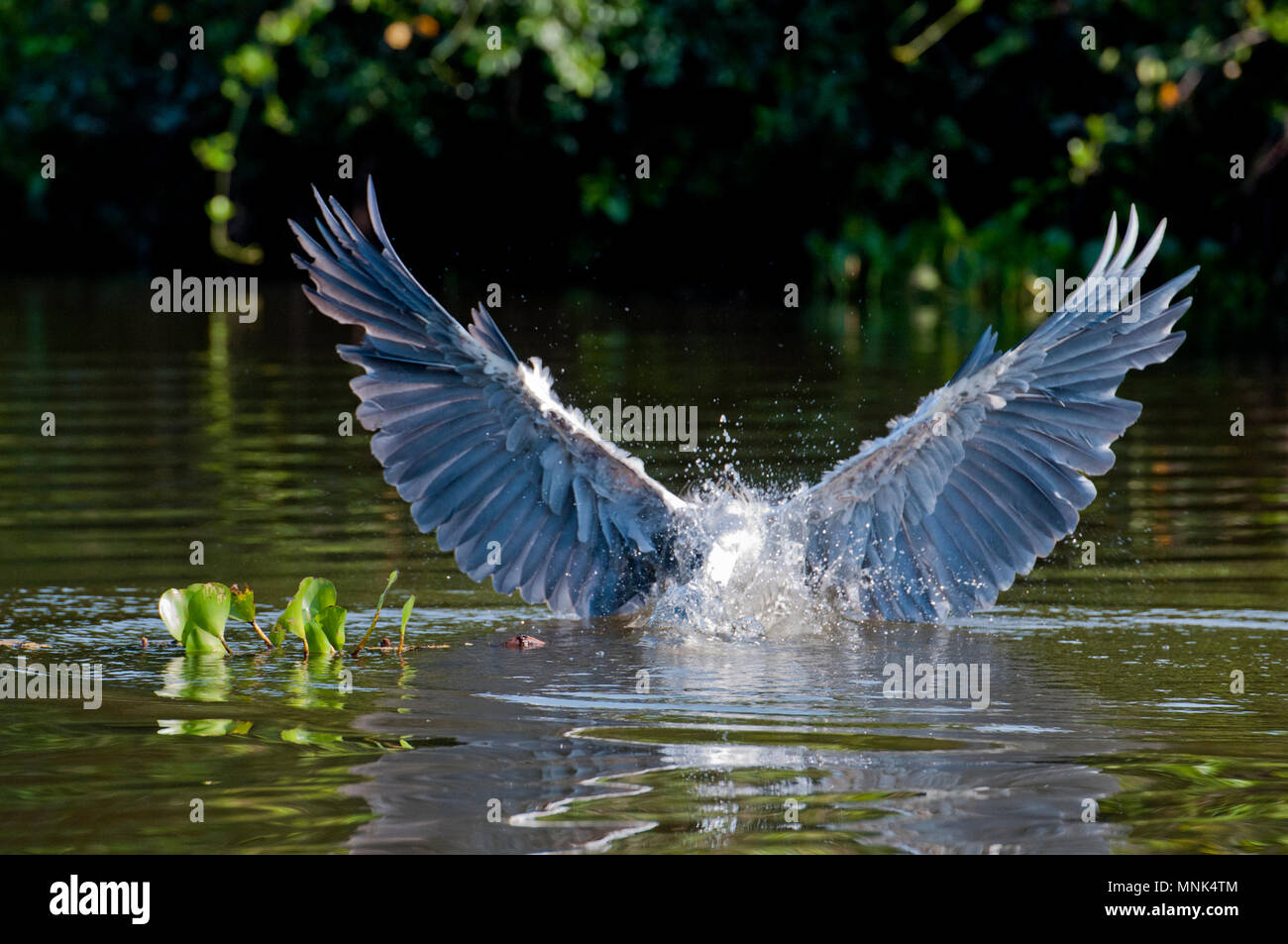 Cocoi (Weiß-necked) Graureiher (Ardea cocoi) fängt einen Fisch im Pantanal im südlichen Brasilien Stockfoto