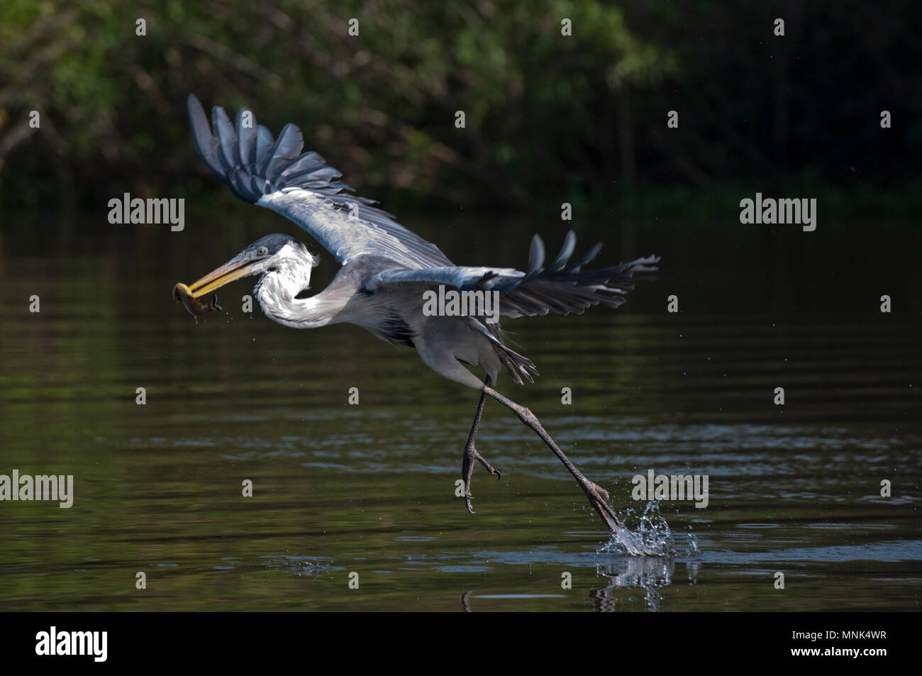Cocoi (Weiß-necked) Graureiher (Ardea cocoi) fängt einen Fisch im Pantanal im südlichen Brasilien Stockfoto